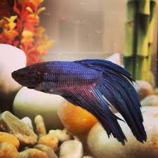Our New Betta He S Suffering A Bit Seems That He Can See His Own Reflection In The Glass He S Been In Battle Mode And Gett Fish Pet Tropical Fish Aquascape