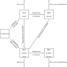 Model For The Transmission Of Hepatitis B Virus Hbv And