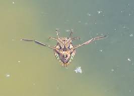 Image result for Notonectidae