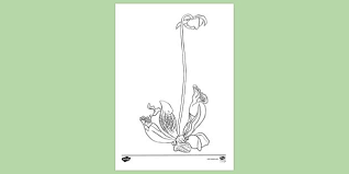 Some pitcher coloring may be available for free. Free Pitcher Plant Colouring Colouring Sheet