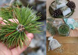 22 Impressive Pine Needle Uses You D Never Have Thought Of
