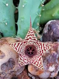 Image result for Tridentea marientalensis