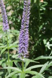 Check spelling or type a new query. Veronicastrum Sibiricum Kobaltkaars Blue Plants Red Arrow Violet Flower