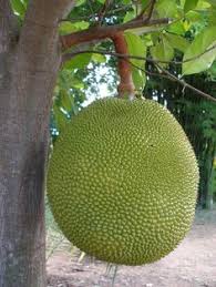 Rainbow vacuum brush heads/tool attachments. Little Finger Jack Fruit Seeds 5pcs Sweet Fresh Jack Fruit Seeds Delicious Tropical Tree Garden Farm Yard Plant Fruit Seeds Jack Fruit Seeds Plants Seeds Bulbs Worldmanpowerconsulting Seeds