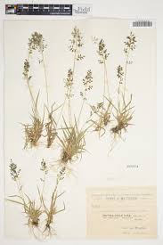 Image result for Eragrostis schweinfurthii