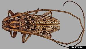 Image result for Sclerochiton obtusisepalus