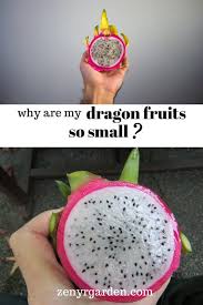 Wherever he finds fruits my lion cannot control himself from hitting on those delicious fruits. Why Are My Dragon Fruits So Small