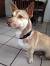 Corgi German Shepherd Akita Mix