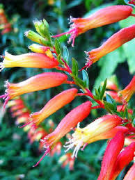 Image result for Cuphea micropetala