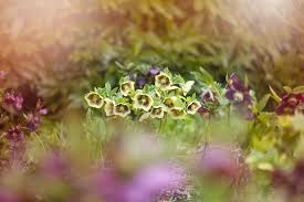 Early spring flowers are the surest sign that milder weather is on the way. Early Spring Flowers Hellebores Bluebells Crocus Squill Violas And More