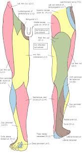 Teachme anatomy part of the teachme series the medical information on this site is provided as an information resource only, and is not to be used or relied on for any diagnostic or treatment purposes. Anterior Cutaneous Branches Of The Femoral Nerve Wikipedia