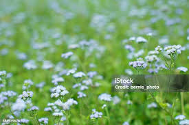 Image result for Adenostemma viscosum