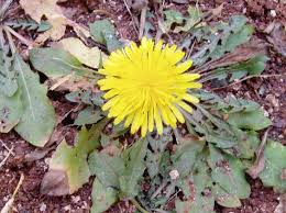 Image result for Taraxacum sp.