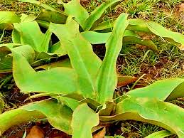 Image result for Crinum stuhlmannii