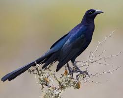 Black Bird With Long Tail Feathers In Texas Great Tailed Grackle National Audubon Society Birds Grackle Bird Life List Birds