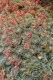 Image result for Micromeria imbricata