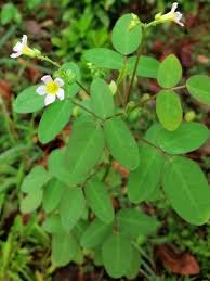 Image result for Oxalis barrelieri