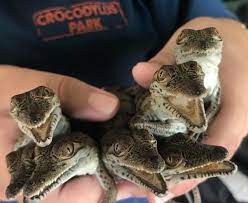Would You Buy Your Family A Pet Crocodile For Christmas Rnz News