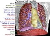 Organs exist in most multicellular organisms, including not only humans and other animals but also plants. Thorax Wikipedia