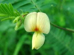 Image result for Aeschynomene indica