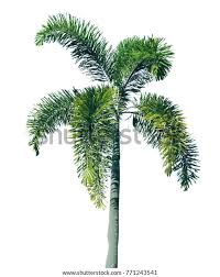 Image result for Wodyetia bifurcata