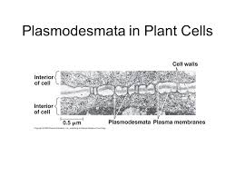 Plant cells are eukaryotic cells present in green plants, photosynthetic eukaryotes of the kingdom plantae.their distinctive features include primary cell walls containing cellulose, hemicelluloses and pectin, the presence of plastids with the capability to perform photosynthesis and store starch, a large vacuole that regulates turgor pressure, the absence of flagella or centrioles, except in. Intercellular Junctions In Plants Plasmodesmata Channels In Which Plant Cell Walls Are Perforated With Functions Of Plasmodesmata Include Allowing Ppt Download