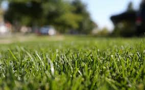 How much can i save with the lawn care nut coupons & promo codes? Lawn Care Weed Control Fayetteville Ar Spring Green