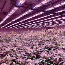 Flowering can last six to ten weeks or longer before it is time to harvest the plants. Secrets To Boost Your Indoor Growing Cannabis Yield Before Flowering Vanq Led