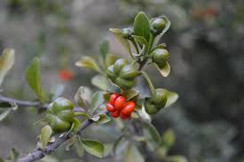 Image result for Turraea obtusifolia