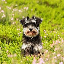 Created by deleteda community for 5 years. Standard Schnauzer Hairstyles With Photos