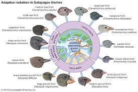 Adaptive Radiation Definition Examples Facts Britannica