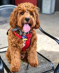 Everything You Need To Know About A Cavapoo Cavapoo Cavapoopuppies Cutepuppies Dogs Dogbeast Cavapoo Puppies Cavapoo Cavapoo Dogs