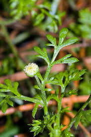 Image result for Cotula australis