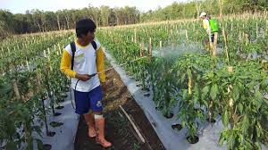 Cara menanam cabe merah yang harus anda lakukan yaitu, lepas polybag dari benih cabe merah, kemudian pindahkan kedalam media tanam di dalam bedengan, setelah itu uruk kembali dengan tanah, hingga batas ujung pangkal batang tanaman cabe merah. Cara Menanam Cabe Rawit Yang Benar Agar Panen Berhasil Abahtani