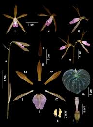 Image result for Nervilia