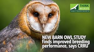They are now focussed on breeding for. New Barn Owl Study Finds Improved Breeding Performance Says Crru