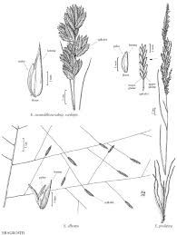 Image result for Eragrostis prolifera
