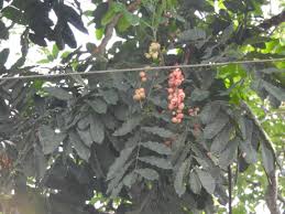 Image result for Aphanamixis