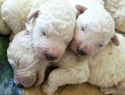 Image result for Komondor