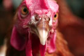Die vogelgrippe, auch als geflügelpest bezeichnet, befällt geflügel (unter anderem hühner, enten, truthähne und gänse), wildvögel und sogar ziervögel, wie wellensittiche und papageien. Vogelgrippe H5n8 Einseitige Ursachenforschung Nabu