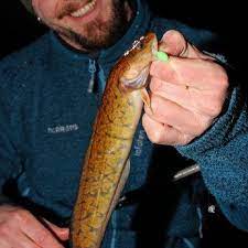 Bist Du Hart Genug Angeln Aal Angeln Regenwurmer Zuchten