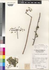 Image result for Steganotaenia