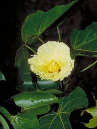 Image result for Thespesia populneoides