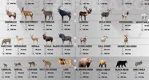 Game Animals Africa Vs North America Infographic Animal Games Animals North America