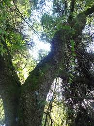 Image result for Ekebergia benguelensis