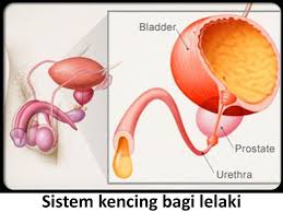 Salah satu sebab utama terjadinya kencing tak lawas dan terlalu kerap. Kencing Tak Lawas Bagi Lelaki Wannura Terapi