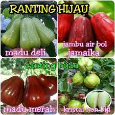 Perkenalkan jambu madu deli hijau. Jual Bibit Jambu Paket 4 Jenis Jambu Air Madu Deli Madu Merah Kristal Dan Jamaika Di Lapak Ranting Hijau Nursery Bukalapak