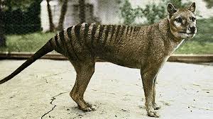 Black cat illustration, black cat kitten cartoon, black cat hd, mammal, animals png. Thylacine Ghost Or Grim Survivor Tasmanian Tiger Discover The Tarkine