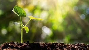 One dollar plants one tree. Climate Change What Is Being Done Around The World To Plant Trees Bbc News