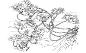 Image result for Brasenia